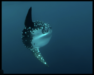 Ocean sunfish (Mola mola) swimming in open water.